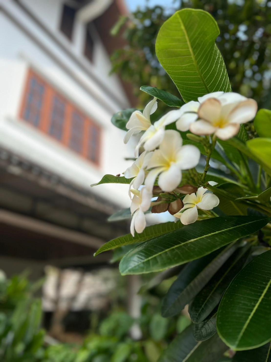 The Royal Shilton Resort Chiang Mai Eksteriør billede